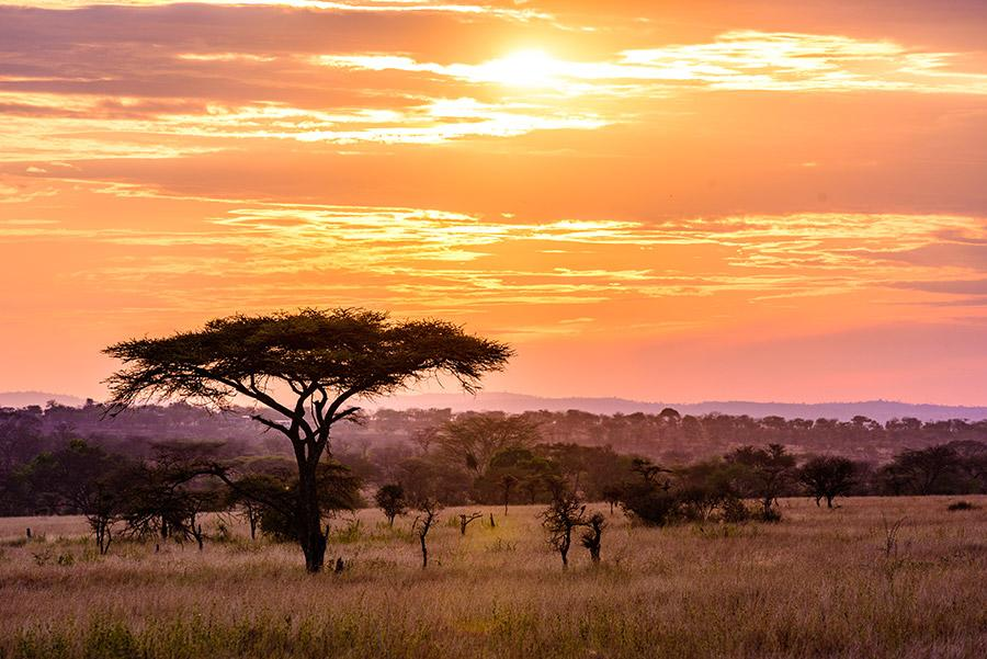 Semi Arid Grasslands